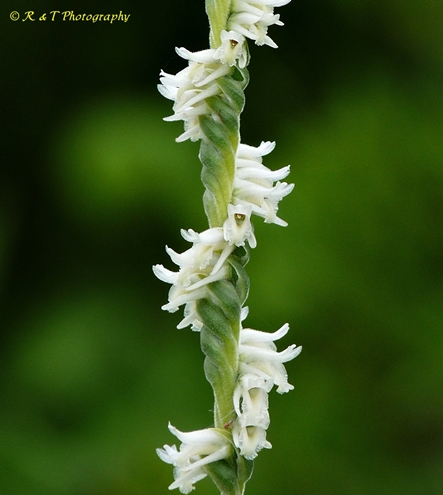 {Spiranthes vernalis}
